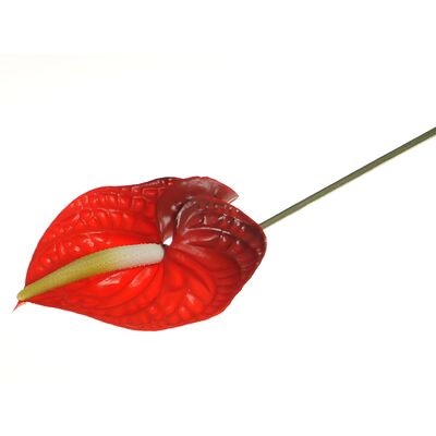 Anturium pojedyncze 65 cm czerwone