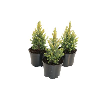 Świerk biały 'Maingold'