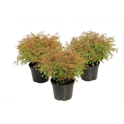 Żywotnik Golden Tuffet wys. 15-20 cm don. 2 l