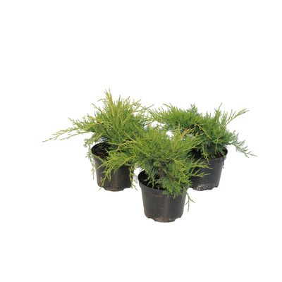 Jałowiec Old Gold wys. 10-20 cm don. 2 l