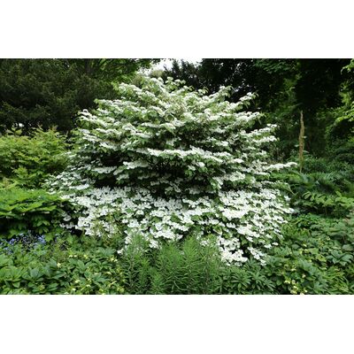 Kalina japońska wys. 40-60 cm don. 21 cm