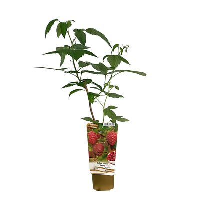 Krzewy owocowe Smaki dzieciństwa wys. 30-50 cm don. P9/C1