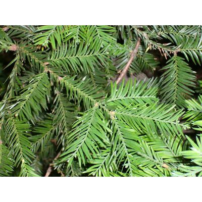 Sekwoja wieczniezielona