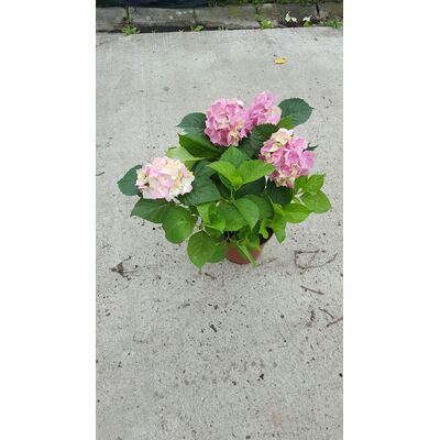 Hortensja ogrodowa mactophylla, wys.50 cm, śr.don.23 cm