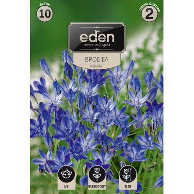 Brodiea Laxa 10 sztuk Eden