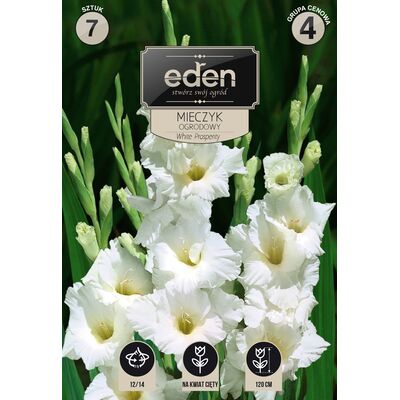 Mieczyk White Prosperity 7 sztuk Eden