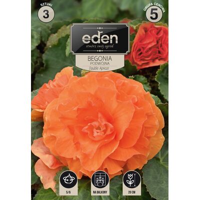 Begonia bulwiasta podwójna Apricot 3 sztuki Eden