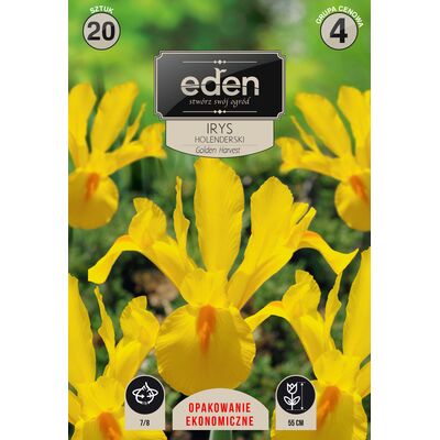 Irys holenderski Golden Harvest 20 sztuk Eden