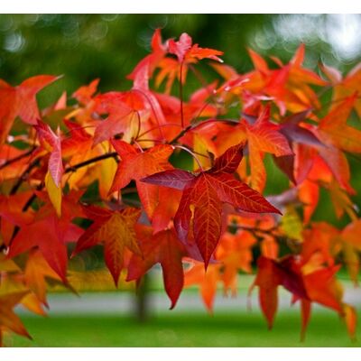 Ambrowiec balsamiczny, wys.80-100 cm, don.2 l