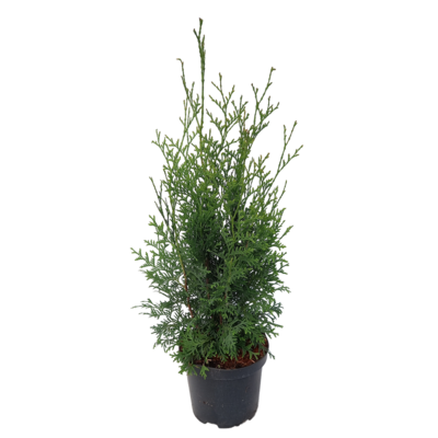 Thuja occidentalis 'King of Brabant' PBR wys. 30-40 cm don. 3 l