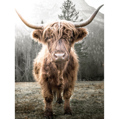 Plakat 30 x 40 cm Krowa