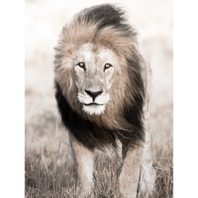 Plakat 30 x 40 cm Lew