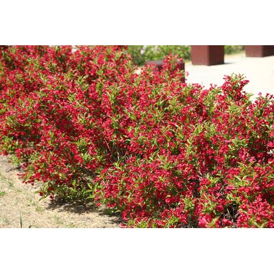 Krzewuszka wys. 20-30 cm don. 19 cm