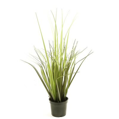 Trawa w doniczce 50 cm