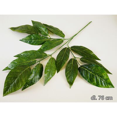 Liść mango gałązka