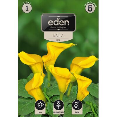 Kalla Zantedeschia 1 sztuka Eden