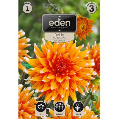 Dalia kaktusowa Color Spectacle 1 sztuka Eden