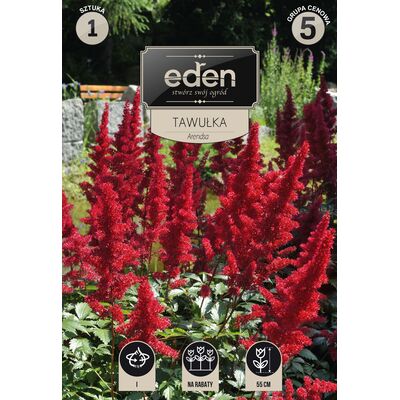 Tawułka Astilbe - 1 sztuka Eden