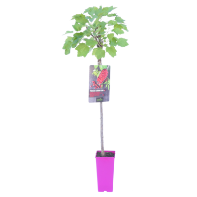 Agrest czerwony na pniu wys. 110-120 cm don. 2 l