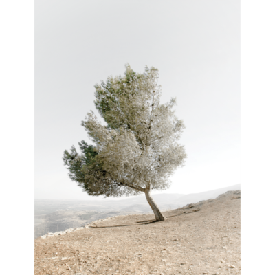 Plakat 30 x 40 cm Drzewo Oliwne