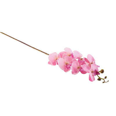 Storczyk pojedynczy 92 cm