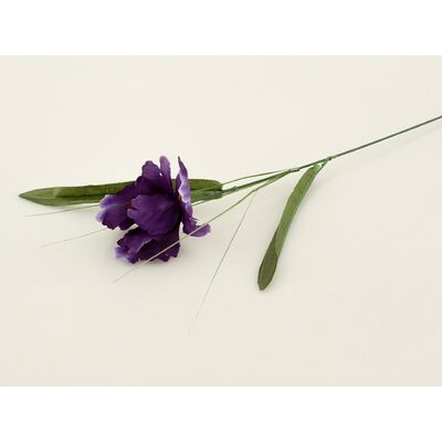 Irys pojedynczy 50 cm