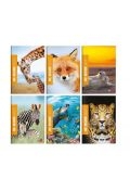 Koh-I-Noor Zeszyt A4/36K linia Be More Wild (10szt)