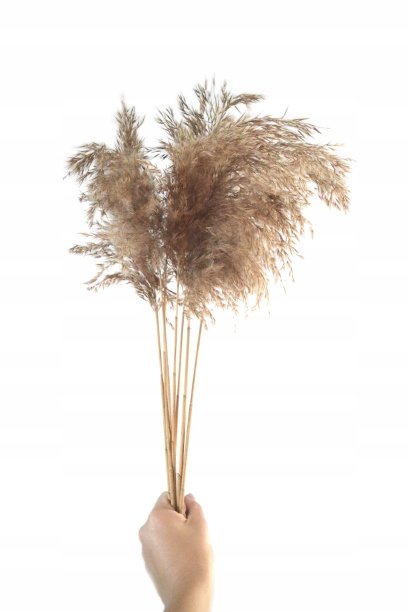 Trawa Pampasowa Suszony Bukiet Puszysta 10Szt