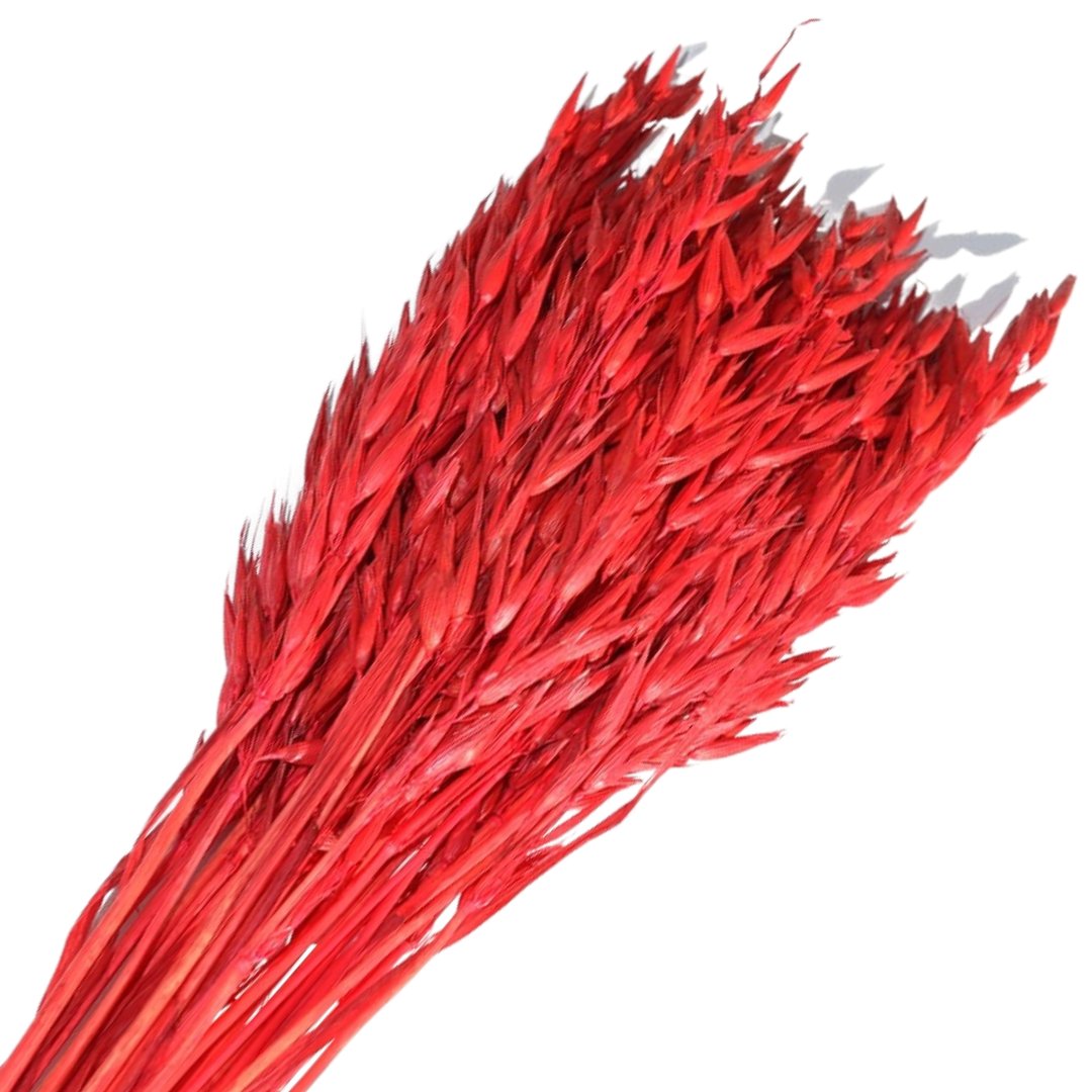 [59034] Suszone zboże owies czerwony wiązka około 35szt