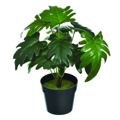 Fikus w doniczce wys. 30 cm