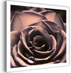 Obraz na płótnie, Krople wody na róży 30x30