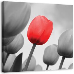 Obraz na płótnie, Czerwony tulipan w szarości 50x50