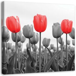 Obraz na płótnie, Czerwone tulipany na łące 60x60