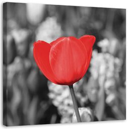 Obraz na płótnie, Czerwony tulipan na łące 50x50