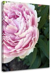 Obraz na płótnie, Różowa piwonia makro 60x90