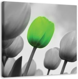 Obraz na płótnie, Zielony tulipan 50x50