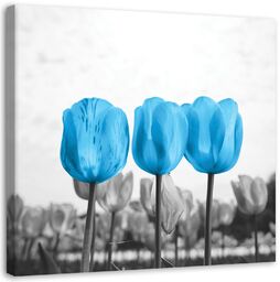 Obraz, Niebieskie tulipany na łące 50x50