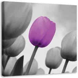 Obraz na płótnie, Fioletowy tulipan na szarym tle 40x40