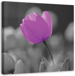 Obraz na płótnie, Fioletowy tulipan 50x50