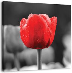 Obraz na płótnie, Tulipan czerwony kwiat 60x60