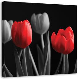 Obraz na płótnie, Czerwone tulipany 60x60
