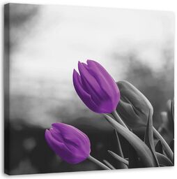 Obraz, Fioletowe tulipany kwiaty natura 60x60