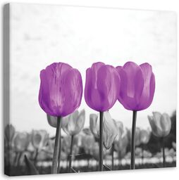 Obraz na płótnie, Fioletowe tulipany na łące 60x60