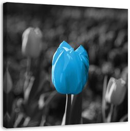 Obraz na płótnie, Niebieski tulipan kwiat natura 60x60