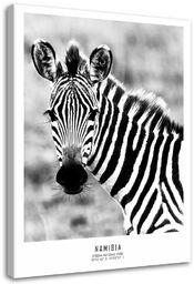Obraz na płótnie, Ciekawska zebra 80x120