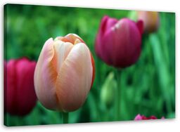 Obraz na płótnie, Różowe tulipany 120x80