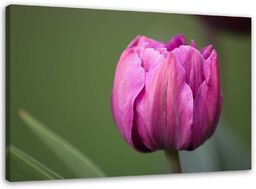 Obraz na płótnie, Fioletowy kwiat tulipana 90x60
