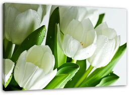 Obraz, Białe tulipany 100x70