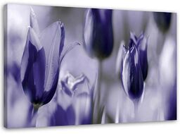 Obraz na płótnie, Fioletowe tulipany na łące 90x60