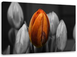 Obraz na płótnie, Pomarańczowy tulipan 120x80